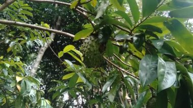 soursop (Annona muricata L., sirsak, durian belanda, graviola, guyabano, guanbana, Annona muricata) bahçedeki ağaçta asılı duruyor.