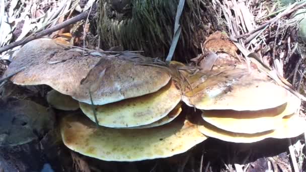 Fungo Velenoso Sullo Sfondo Della Natura Funghi Solito Crescono Nella — Video Stock