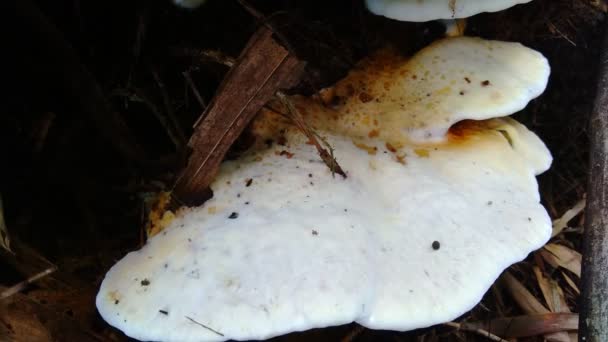 Fungo Velenoso Sullo Sfondo Della Natura Funghi Solito Crescono Nella — Video Stock