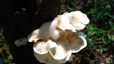 Doğanın arka planında zehirli mantar var. Mantar genellikle yağmur mevsiminde yetişir..