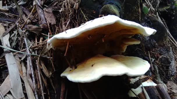 自然界背景中的毒菌 蘑菇通常在雨季生长 — 图库视频影像