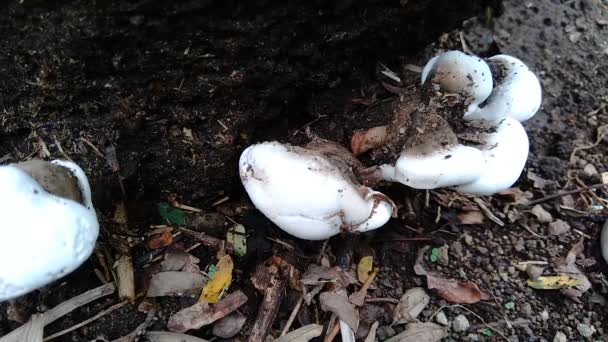 自然界背景中的毒菌 蘑菇通常在雨季生长 — 图库视频影像