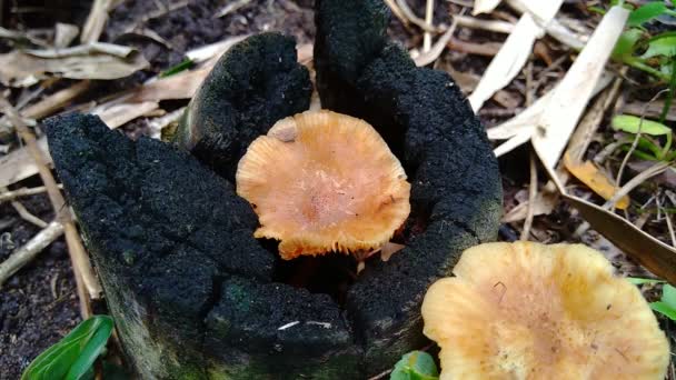 Giftige Paddenstoel Achtergrond Paddenstoelen Groeien Meestal Regenseizoen — Stockvideo