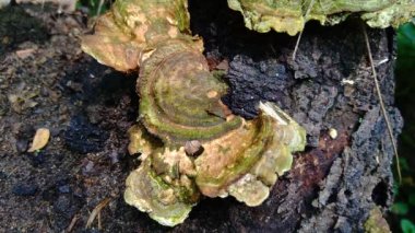 Doğanın arka planında zehirli mantar var. Mantar genellikle yağmur mevsiminde yetişir..