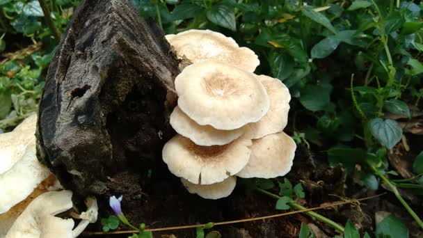 Seta Venenosa Fondo Naturaleza Los Hongos Generalmente Crecen Temporada Lluvias — Vídeo de stock