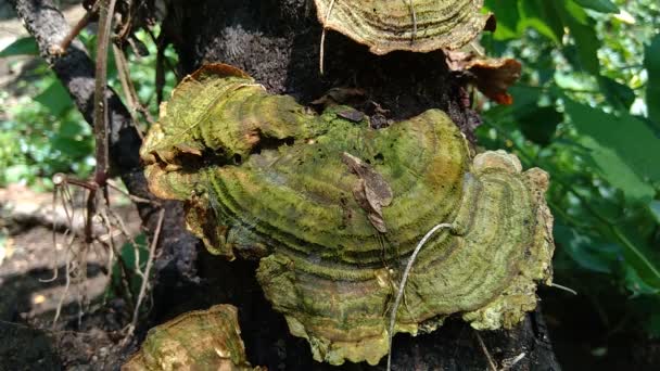 Seta Venenosa Fondo Naturaleza Los Hongos Generalmente Crecen Temporada Lluvias — Vídeo de stock