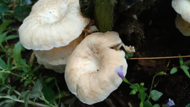Cogumelo Venenoso Fundo Natureza Cogumelo Geralmente Crescem Estação Chuvosa — Vídeo de Stock