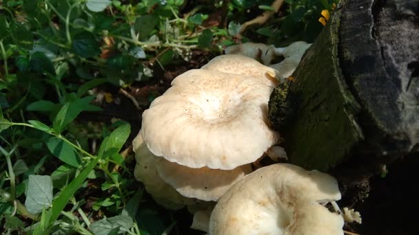 Giftige Paddenstoel Achtergrond Paddenstoelen Groeien Meestal Regenseizoen — Stockvideo