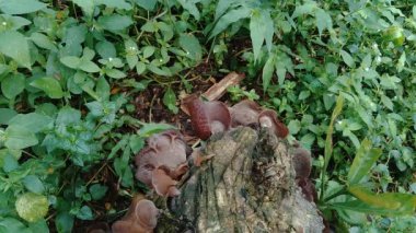 Yahudi kulağı (ağaç kulağı, Auricularia auricula, Hirneola polytricha, jöle kulağı, pepepeao, Judas 's Ear), ağaçta yetişir. Halk tıbbında boğaz ağrısı, göz ağrısı ve sarılık gibi şikayetler için kullanılır..