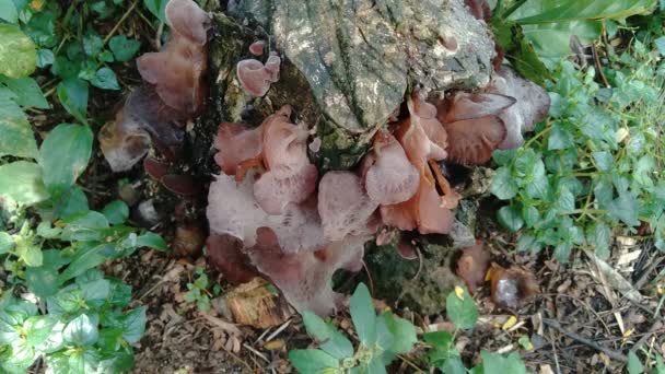 Oreille juive (oreille de bois, auriculaire auriculaire, Hirneola polytricha, oreille gelée, pepeao, oreille de Judas), poussant sur un arbre. Utilisé en médecine populaire pour les plaintes, y compris les maux de gorge, les maux d'yeux et la jaunisse.