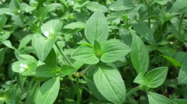 Yabani otlar doğada yeşildir. Borreria alata otları ya da Udel-Udelan olarak adlandırılan Cava 'lılar.