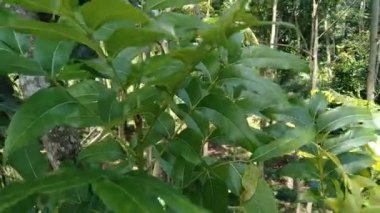 Doğada yeşil maun yaprakları