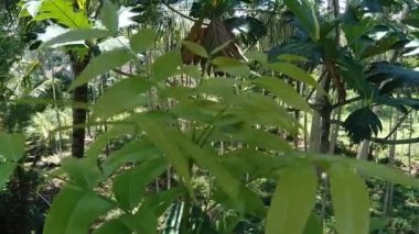 Doğada yeşil maun yaprakları