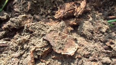 Doğal arka planı olan kırmızı karıncalar