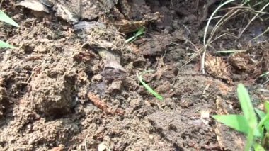 Doğal arka planı olan kırmızı karıncalar