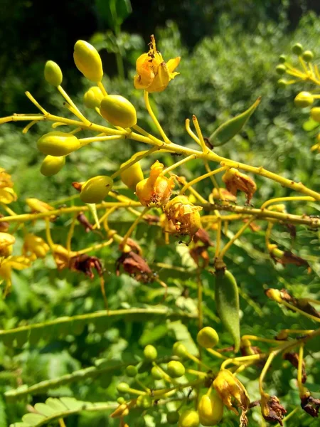 Biancaea Sappan Caesalpinia Sappan Sappanwood Secang Sepang インドのレッドウッド インドネシアのこの植物は 飲料や漢方薬として使用されています — ストック写真