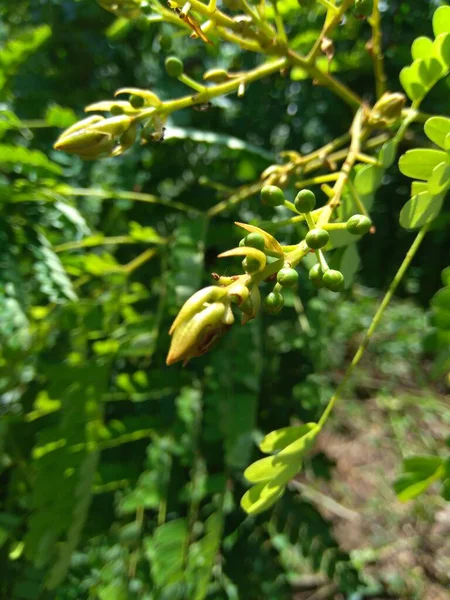 Biancaea Sappan Caesalpinia Sappan Sappanwood Secang Sepang インドのレッドウッド インドネシアのこの植物は 飲料や漢方薬として使用されています — ストック写真