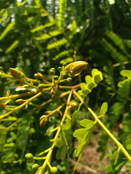 Biancaea Sappan Caesalpinia Sappan Sappanwood Secang Sepang インドのレッドウッド インドネシアのこの植物は 飲料や漢方薬として使用されています — ストック写真