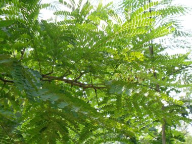 Biancaea sappan (Caesalpinia sappan L., sappanwood, secang, sepang, sepang, Indian redwood) doğal arka planda bulunur. Endonezya 'daki bu bitki içecek ve bitkisel ilaç olarak kullanılır..