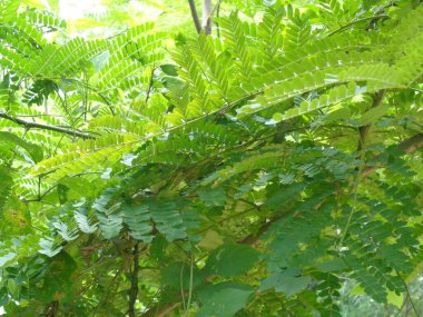 Biancaea sappan (Caesalpinia sappan L., sappanwood, secang, sepang, sepang, Indian redwood) doğal arka planda bulunur. Endonezya 'daki bu bitki içecek ve bitkisel ilaç olarak kullanılır..