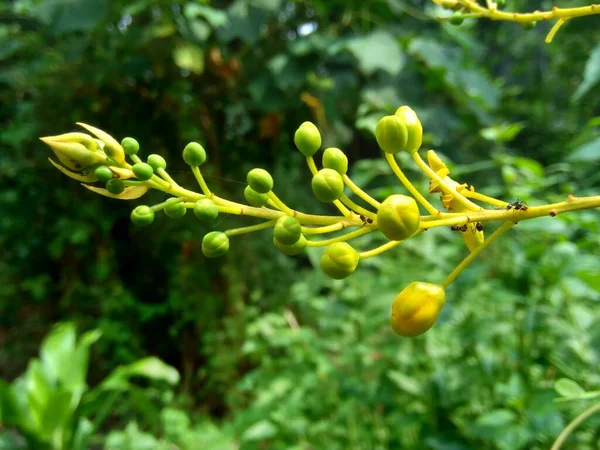 Biancaea Sappan Caesalpinia Sappan Sappanwood Secang Sepang Indian Redwood Naturalnym — Zdjęcie stockowe