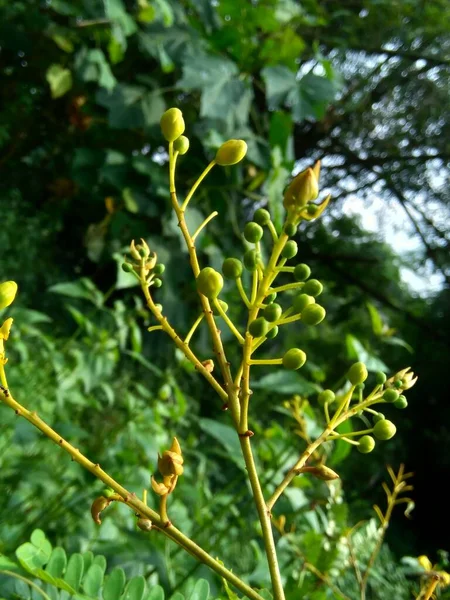 Biancaea Sappan Caesalpinia Sappan Sappanwood Secang Sepang Indian Redwood Naturalnym — Zdjęcie stockowe