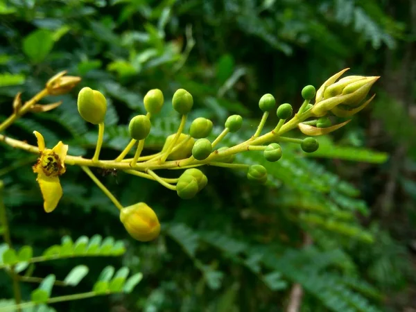 Zaffan Biancaea Caesalpinia Sappan Zaffiro Secang Sepang Sequoia Indiana Con — Foto Stock