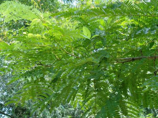Biancaea Sappan Caesalpinia Sappan Sappanwood Secang Sepang Indian Redwood Φυσικό — Φωτογραφία Αρχείου
