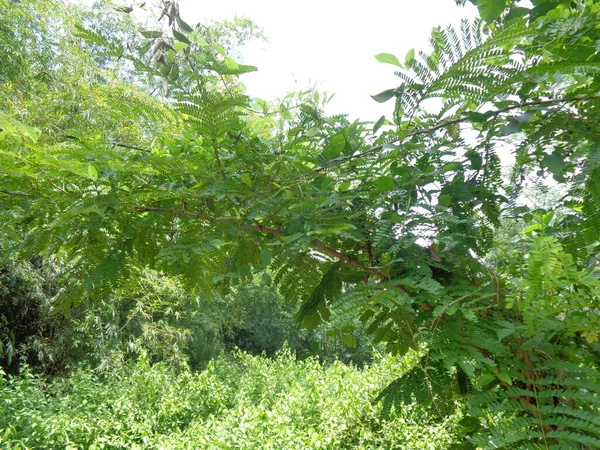 Biancaea Sappan Caesalpinia Sappan Sappanwood Secang Sepang Indian Redwood Natural — Stock Photo, Image