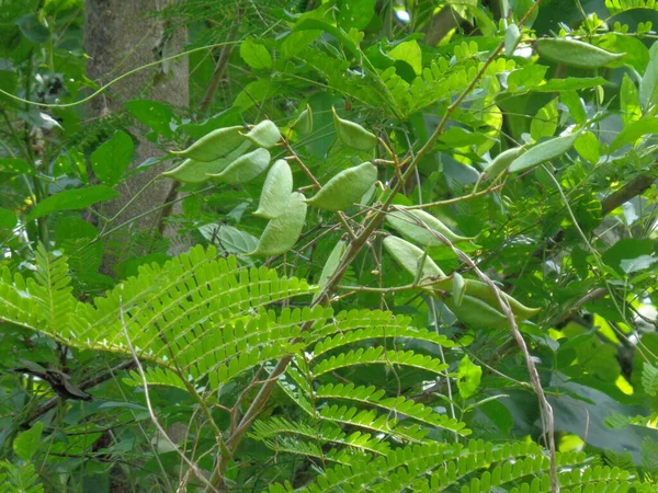 Biancaea Sappan Caesalpinia Sappan Saphanwood Secang Sepang Séquoia Indien Avec — Photo