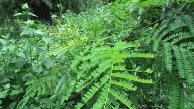 Biancaea sappan (Caesalpinia sappan L., sappanwood, secang, sepang, sepang, Indian redwood) doğal arka planda bulunur. Endonezya 'daki bu bitki içecek ve bitkisel ilaç olarak kullanılır..