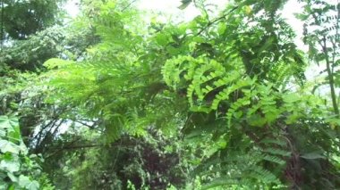 Biancaea sappan (Caesalpinia sappan L., sappanwood, secang, sepang, sepang, Indian redwood) doğal arka planda bulunur. Endonezya 'daki bu bitki içecek ve bitkisel ilaç olarak kullanılır..