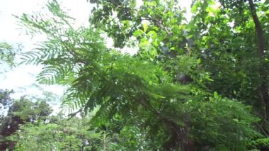 Biancaea sappan (Caesalpinia sappan L., sappanwood, secang, sepang, sepang, Indian redwood) doğal arka planda bulunur. Endonezya 'daki bu bitki içecek ve bitkisel ilaç olarak kullanılır..