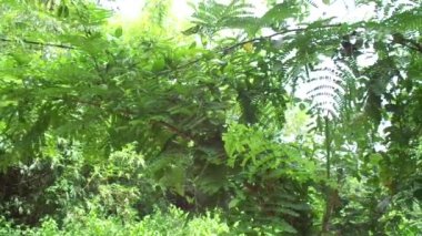 Biancaea sappan (Caesalpinia sappan L., sappanwood, secang, sepang, sepang, Indian redwood) doğal arka planda bulunur. Endonezya 'daki bu bitki içecek ve bitkisel ilaç olarak kullanılır..