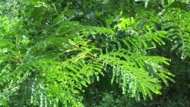 Biancaea sappan (Caesalpinia sappan L., sappanwood, secang, sepang, sepang, Indian redwood) doğal arka planda bulunur. Endonezya 'daki bu bitki içecek ve bitkisel ilaç olarak kullanılır..