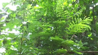 Biancaea sappan (Caesalpinia sappan L., sappanwood, secang, sepang, sepang, Indian redwood) doğal arka planda bulunur. Endonezya 'daki bu bitki içecek ve bitkisel ilaç olarak kullanılır..