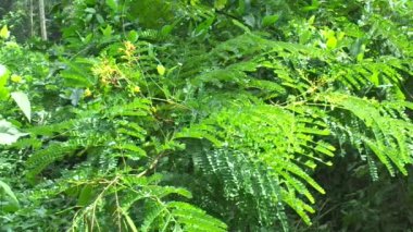Biancaea sappan (Caesalpinia sappan L., sappanwood, secang, sepang, sepang, Indian redwood) doğal arka planda bulunur. Endonezya 'daki bu bitki içecek ve bitkisel ilaç olarak kullanılır..