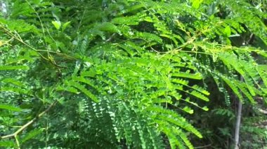 Biancaea sappan (Caesalpinia sappan L., sappanwood, secang, sepang, sepang, Indian redwood) doğal arka planda bulunur. Endonezya 'daki bu bitki içecek ve bitkisel ilaç olarak kullanılır..