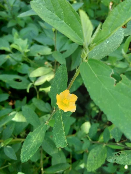 Sida Rhombifolia Arrowleaf Sida Malva Rhombifolia Rhombus Leaved Sida Paddy — Stock Photo, Image