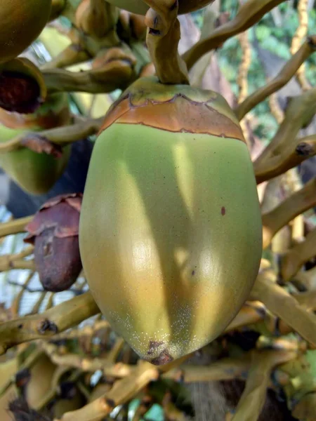 코코넛 Cocos Nucifera 자연적 배경을 가지고 자바에서는 코코넛을 루크라고 부릅니다 — 스톡 사진