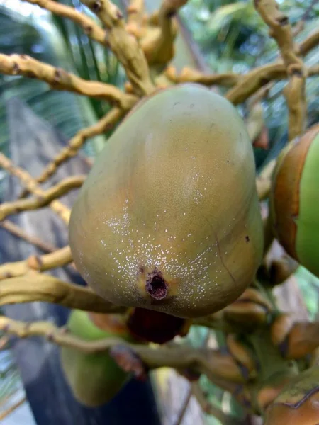 Junge Kokosnuss Cocos Nucifera Mit Natürlichem Hintergrund Auf Java Wird — Stockfoto