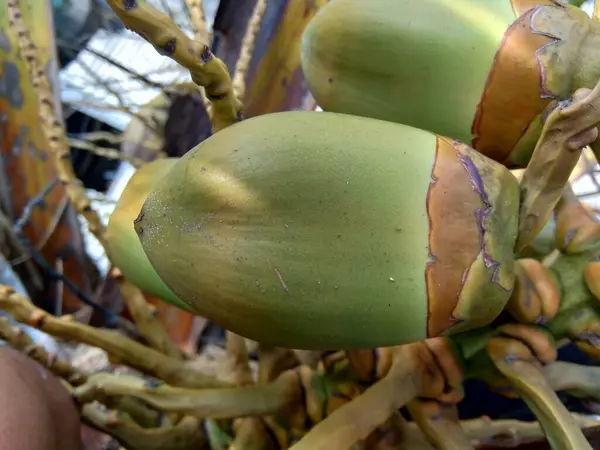 Young Coconut Cocos Nucifera Natural Background Javanese Young Coconut Called — Stock Photo, Image