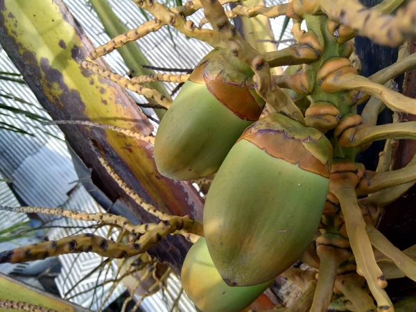 Coco Jovem Cocos Nucifera Com Fundo Natural Javanês Jovem Coco — Fotografia de Stock