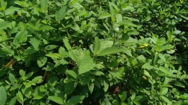 Sida rhombifolia (ok yaprağı sida, Malva rhombifolia, eşkenar dörtgen yapraklı sida, Paddy 's lucerne, jöle yaprağı, Küba keneviri, Queensland keneviri, Hint keneviri) doğa arka planında bulunur. Bitkisel ilaç olarak da kullanılır..