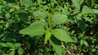 Sida rhombifolia (ok yaprağı sida, Malva rhombifolia, eşkenar dörtgen yapraklı sida, Paddy 's lucerne, jöle yaprağı, Küba keneviri, Queensland keneviri, Hint keneviri) doğa arka planında bulunur. Bitkisel ilaç olarak da kullanılır..