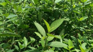 Sida rhombifolia (ok yaprağı sida, Malva rhombifolia, eşkenar dörtgen yapraklı sida, Paddy 's lucerne, jöle yaprağı, Küba keneviri, Queensland keneviri, Hint keneviri) doğa arka planında bulunur. Bitkisel ilaç olarak da kullanılır..