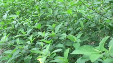 Sida rhombifolia (ok yaprağı sida, Malva rhombifolia, eşkenar dörtgen yapraklı sida, Paddy 's lucerne, jöle yaprağı, Küba keneviri, Queensland keneviri, Hint keneviri) doğa arka planında bulunur. Bitkisel ilaç olarak da kullanılır..