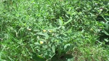 Sida rhombifolia (ok yaprağı sida, Malva rhombifolia, eşkenar dörtgen yapraklı sida, Paddy 's lucerne, jöle yaprağı, Küba keneviri, Queensland keneviri, Hint keneviri) doğa arka planında bulunur. Bitkisel ilaç olarak da kullanılır..