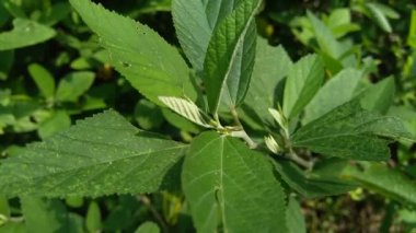 Sida rhombifolia (ok yaprağı sida, Malva rhombifolia, eşkenar dörtgen yapraklı sida, Paddy 's lucerne, jöle yaprağı, Küba keneviri, Queensland keneviri, Hint keneviri) doğa arka planında bulunur. Bitkisel ilaç olarak da kullanılır..