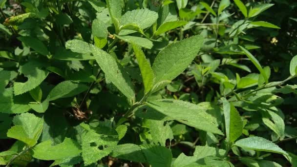 Sida rhombifolia (arrowleaf sida, Malva rhombifolia, sida à feuilles de losange, luzerne de Paddy, feuilles de gelée, jute cubain, Queensland-chanvre, chanvre indien) dans le fond de la nature. Aussi utiliser comme phytothérapie .